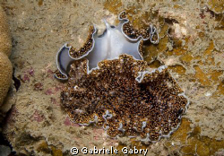 Flat worms Acanthozoon sp. Mating You can see the reprodu... by Gabriele Gabry 